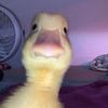 Jocelyne