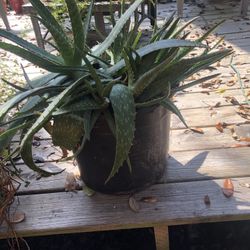 Big Pot With Many Aloe Plants 