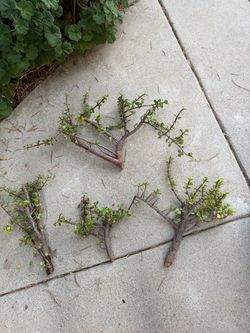 Elephant bush