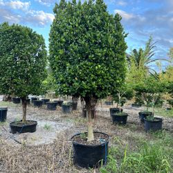 Ficus topiary Standards