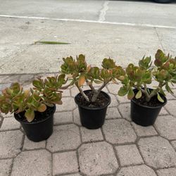 Jade Plant 5$ Each
