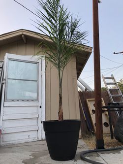 Queen Palm