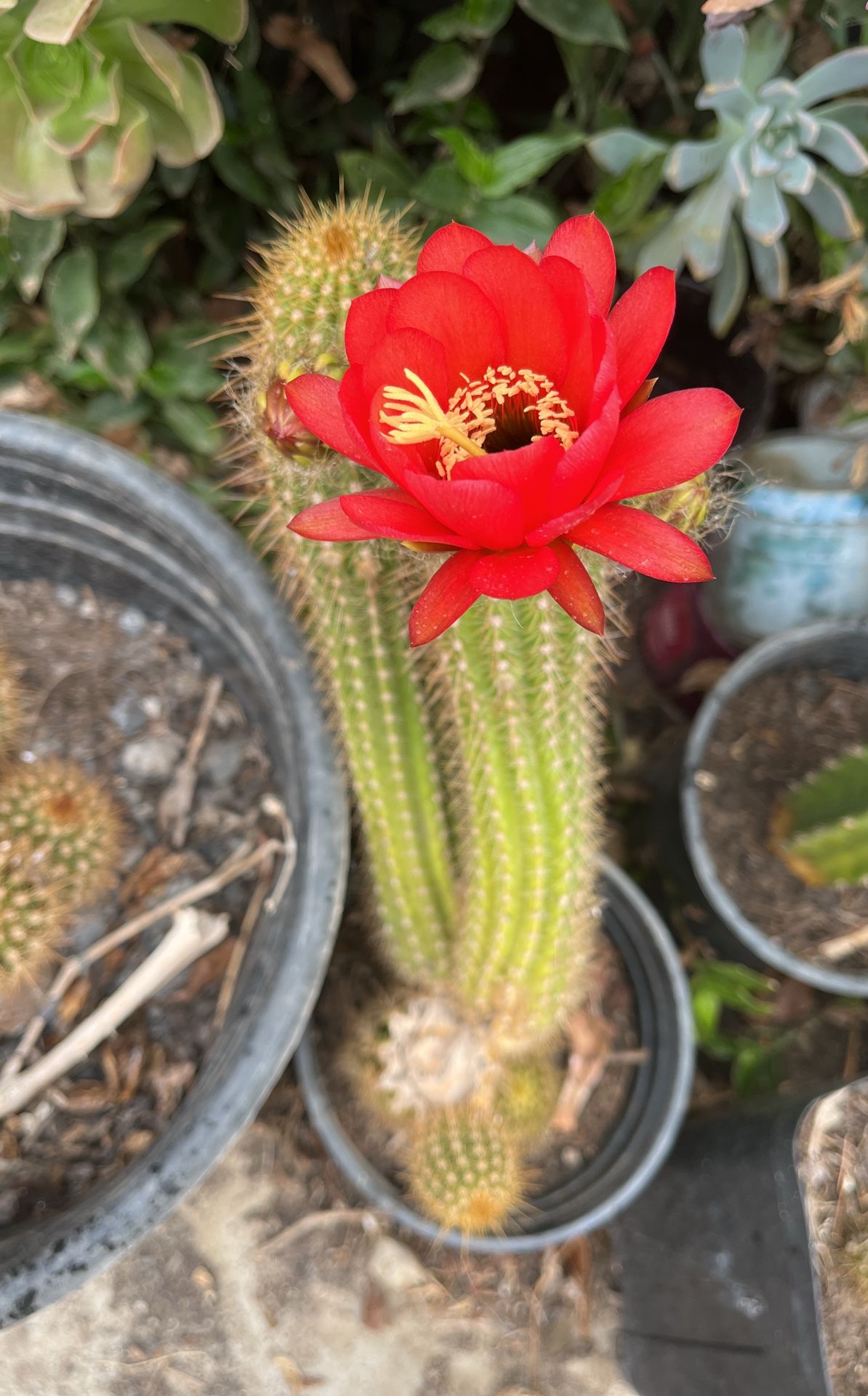 Planta cactus