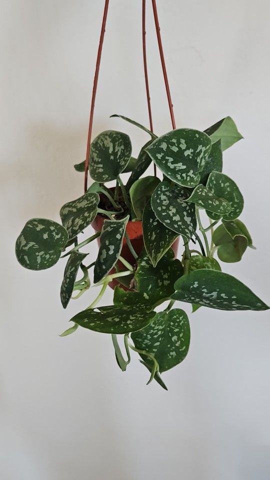 4" Pothos 'Satin' (C)