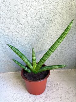 Sansevieria   Starfish   Plant