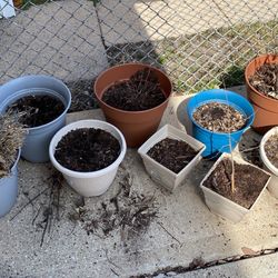 Pots With perennial plants