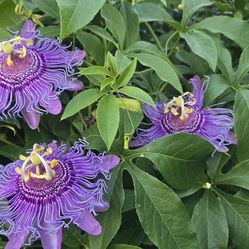Purple Passion vine plant.    Flower