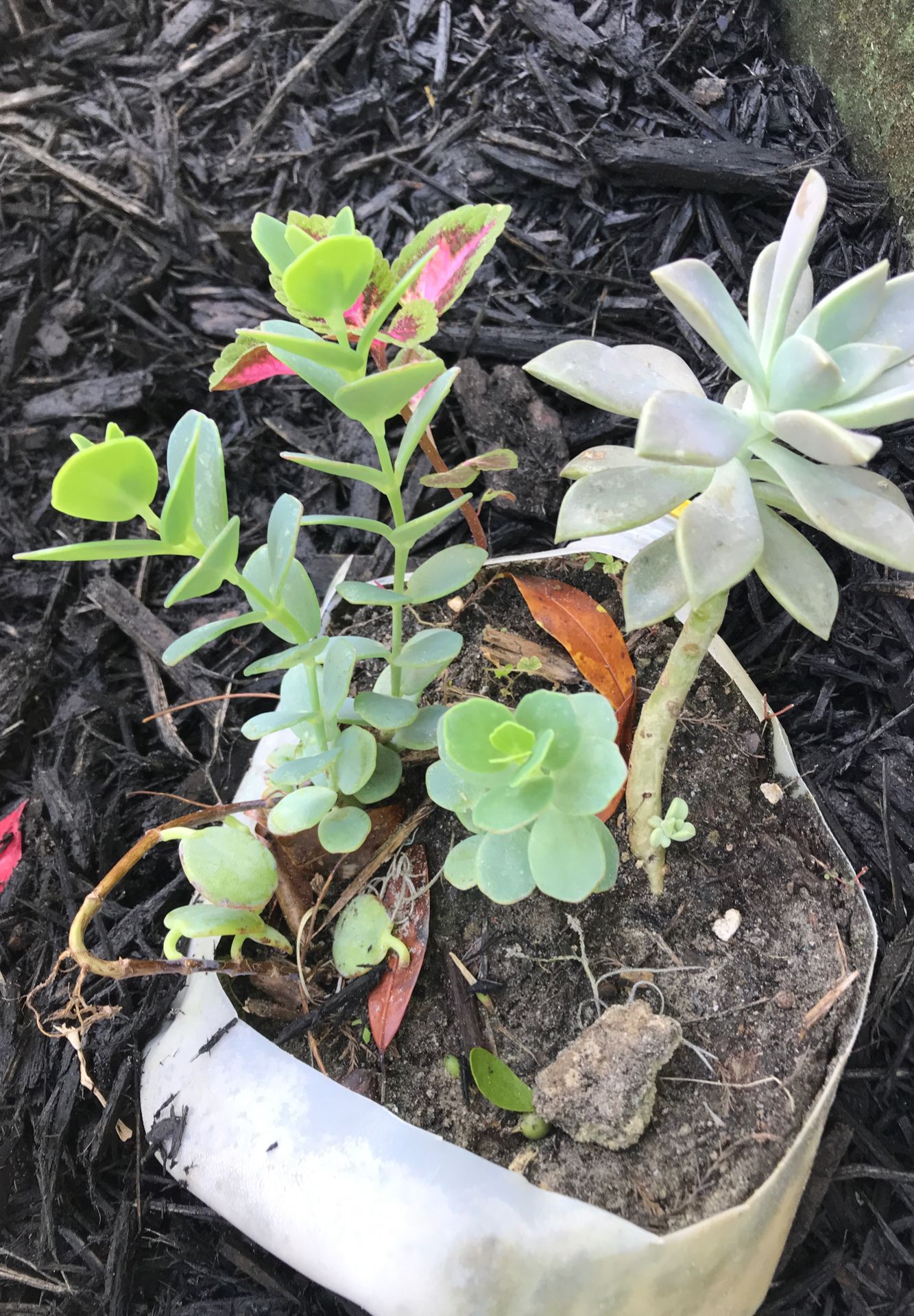 Succulent