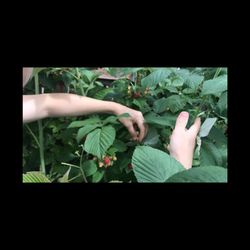 Raspberry Plants For Sale 