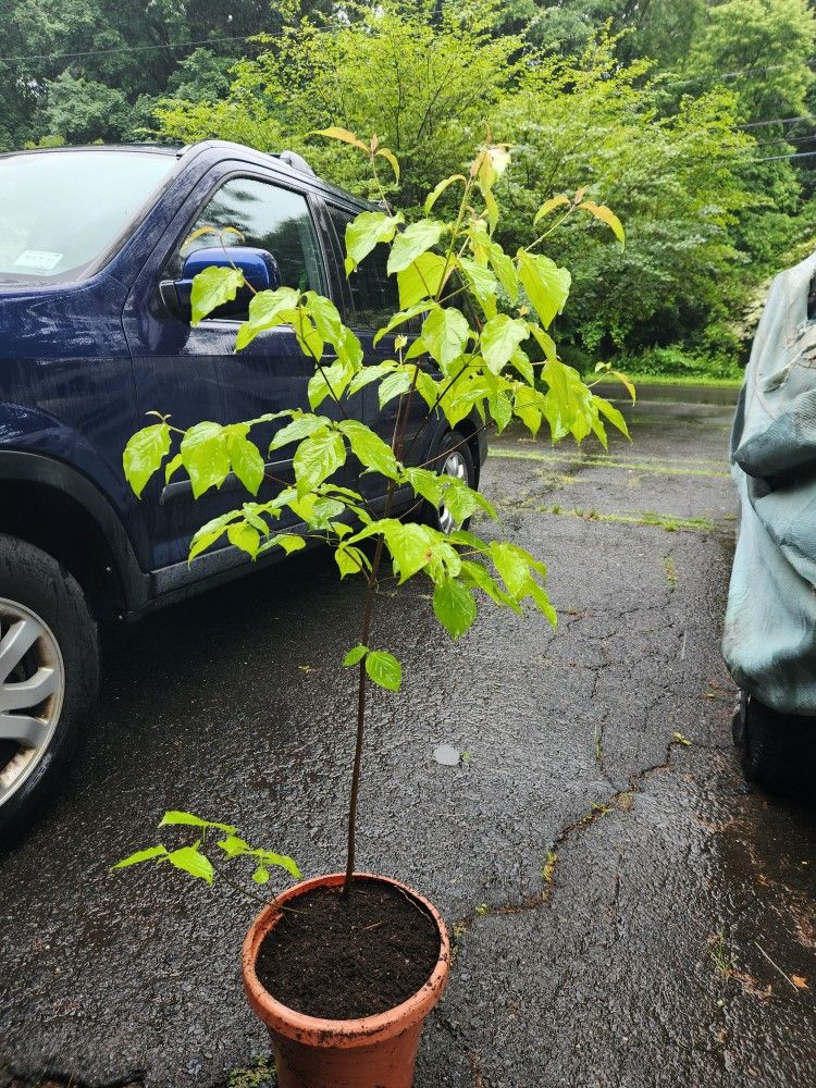 White Kousa Dogwood (Cornus kousa) 4' - 5'