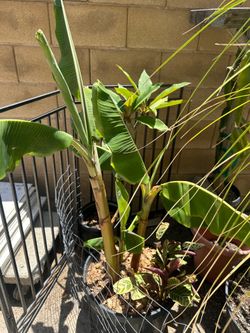 Banana tree