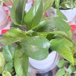 Golden Pothos