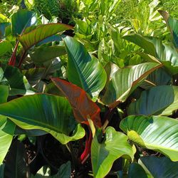 GORGEOUS RED ♥️ CONGO PLANTS 7GL $25