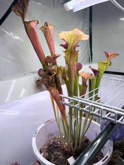 Sarracenia grown