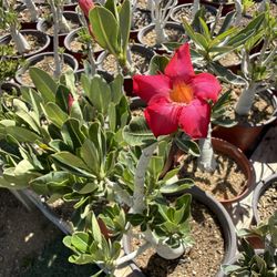 Desert Roses 