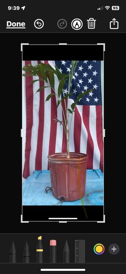 Plants 4 Vets- Foxtail Palm Seedlings