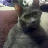 Jilzthecat