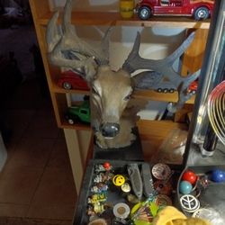 Pretty 10 Point Buck Deer.