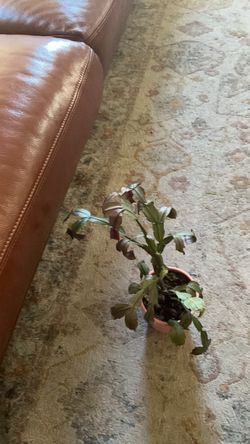 Christmas cactus