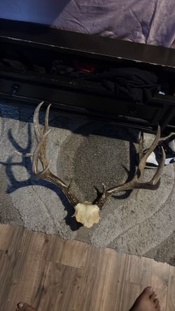 Deer antlers