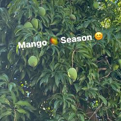 Mango Sale 