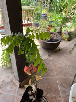 Curry Leaf Plant- 1 foot tall.Organically grown over 2 years old