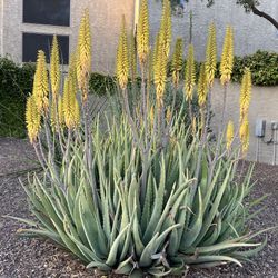 Medicinal Aloe Plants - Aloe barbadensis 