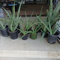 ORGANIC ALOE VERA PLANTS