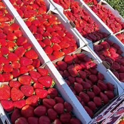 Fresh Big Strawberries 