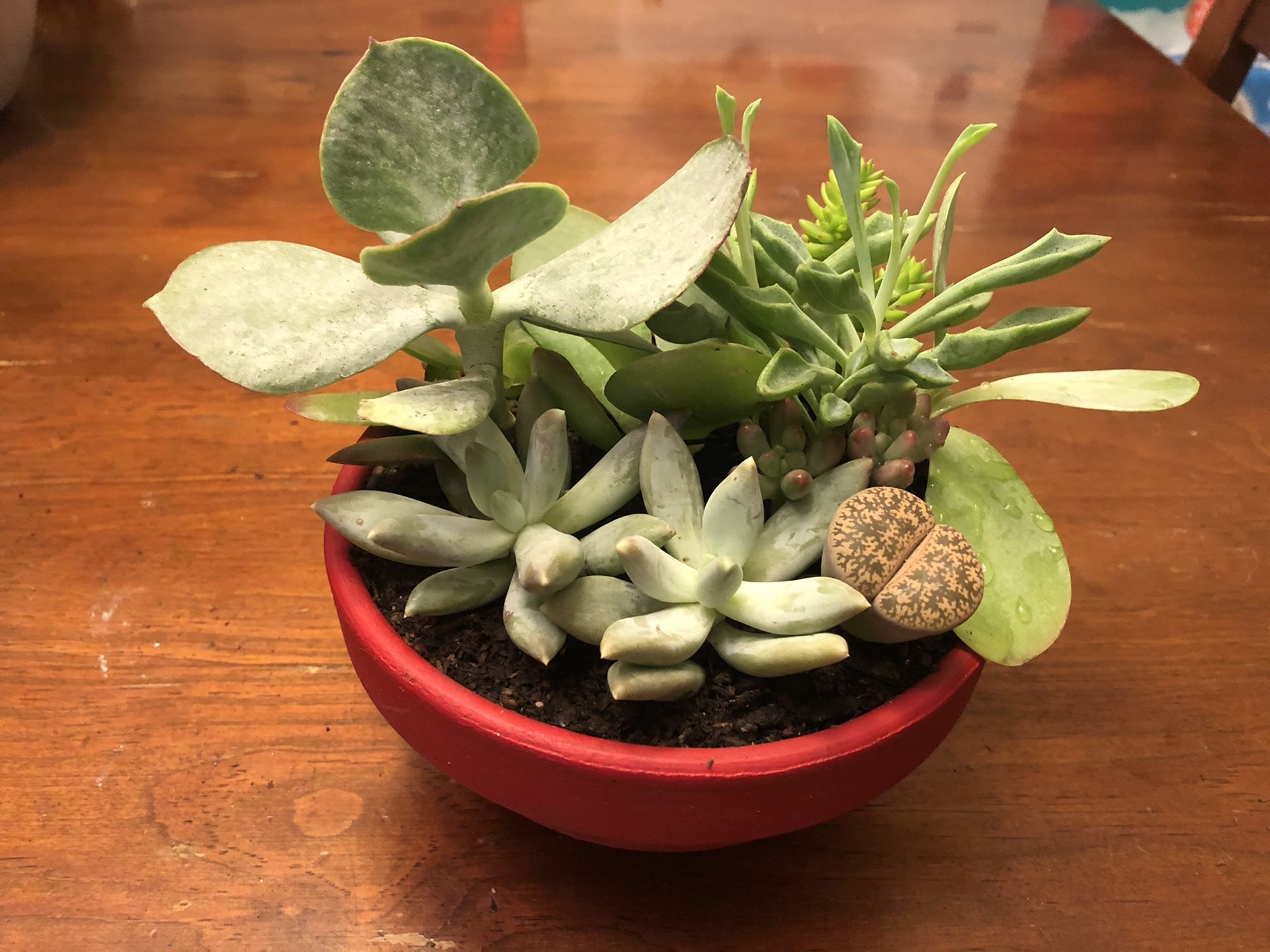 Succulent garden arrangement