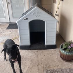 Dog House 