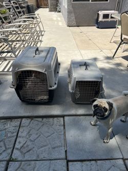 Dog House