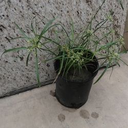 Cyperus Alternifolius (Thuy Truc) Tree From Seed 1 Feet Tall In 1 Gallon