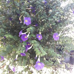 Purple Violet Flowerpot Plant Bush 