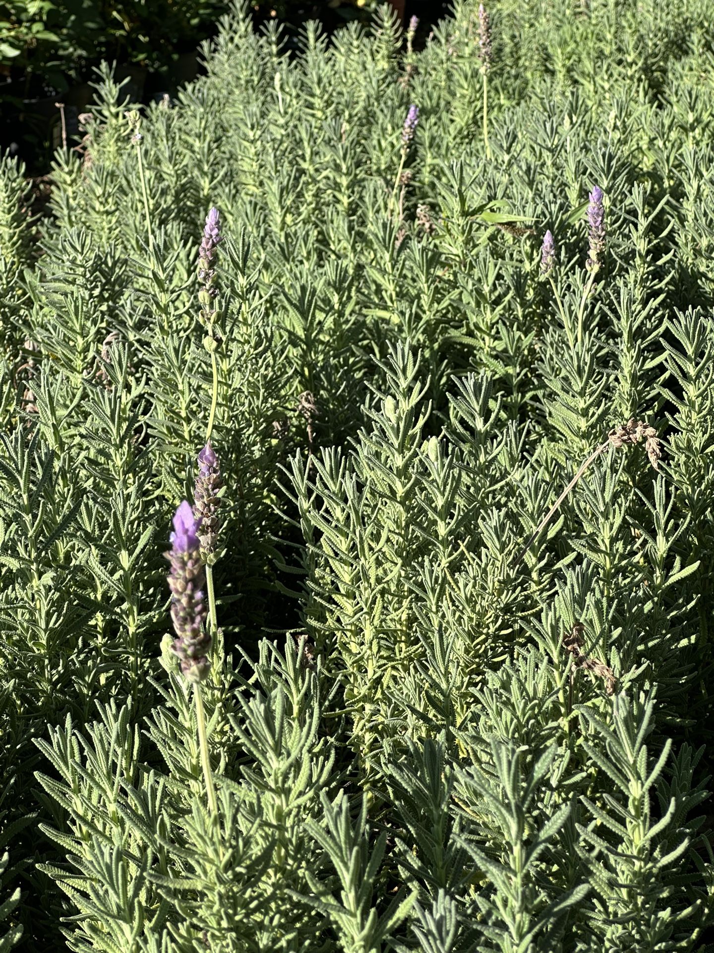 Lavender Plants, Lavanda 