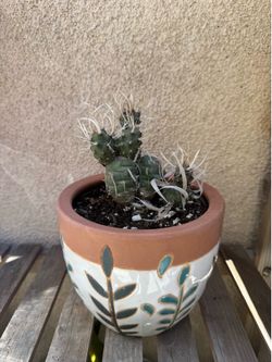 Tephrocactus Articulates Cactus Plant