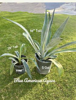 Two Healthy Blue Agave Plants Price For Both
