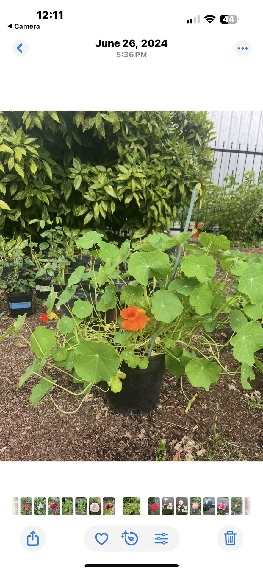 Nasturtium Flowers Plants In Large Pot Blooming