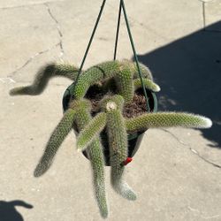 8” Big Monkey Tail Cactus Blooming