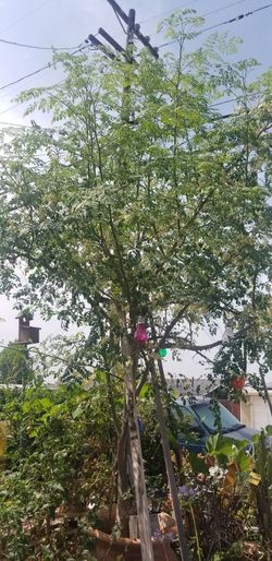 My Tree Fall Down And I Need Too See Have Cutting Pleasse Mesage Me