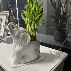 bamboo Plant  