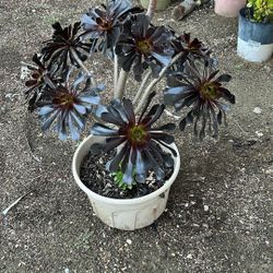Large Black Rose Aeonium Succulent 36” Tall