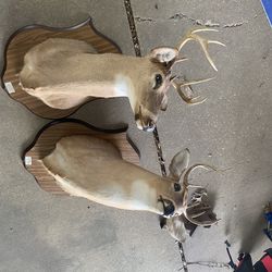 Mounts