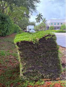 St. Augustine Sod