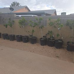 "Fig tree"