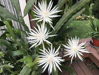 Homer Epiphyllum Plant, Flowers Posted Are From The Mother Plant