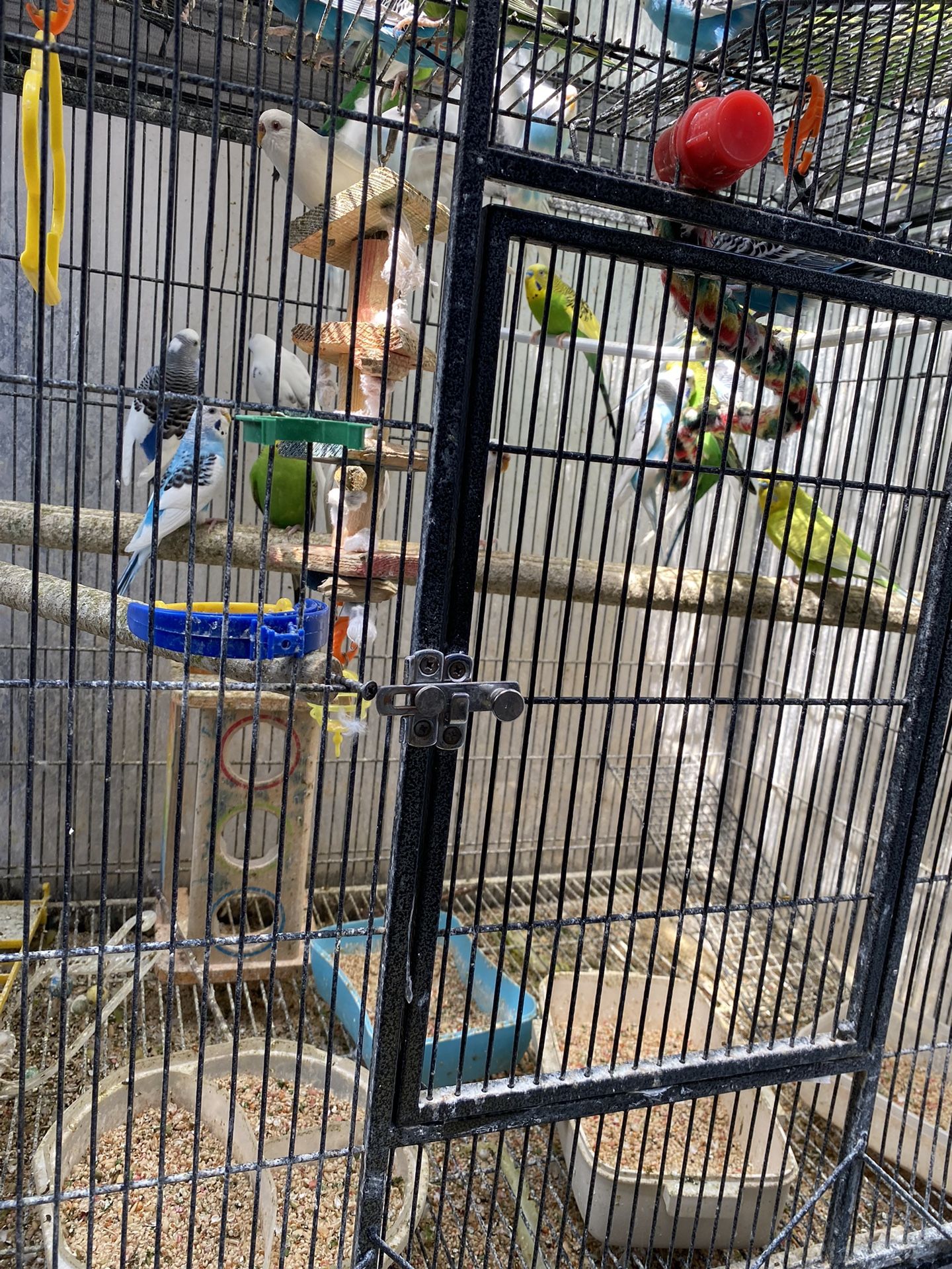 Birds Cage With Everything In It.