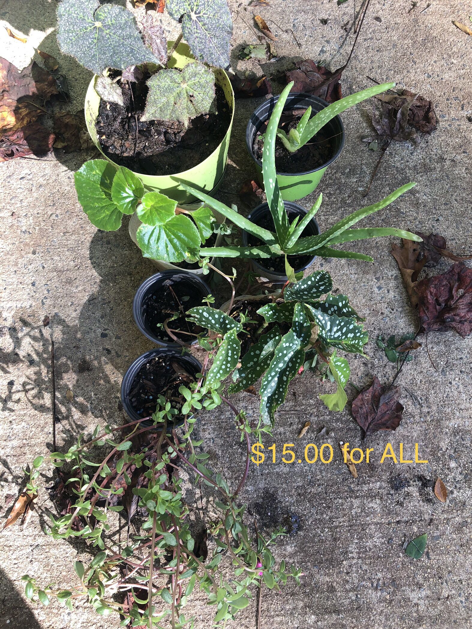 $15.00 For All Plants 