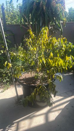 peach tree in 20 gallon pot