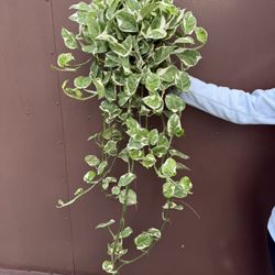 Xl Enjoy Pothos In 6” Pot